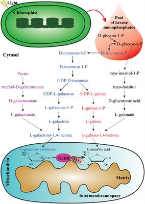 Genetic and biochemical strategies for regulation of L-ascorbic acid biosynthesis in plants through the L-galactose pathway